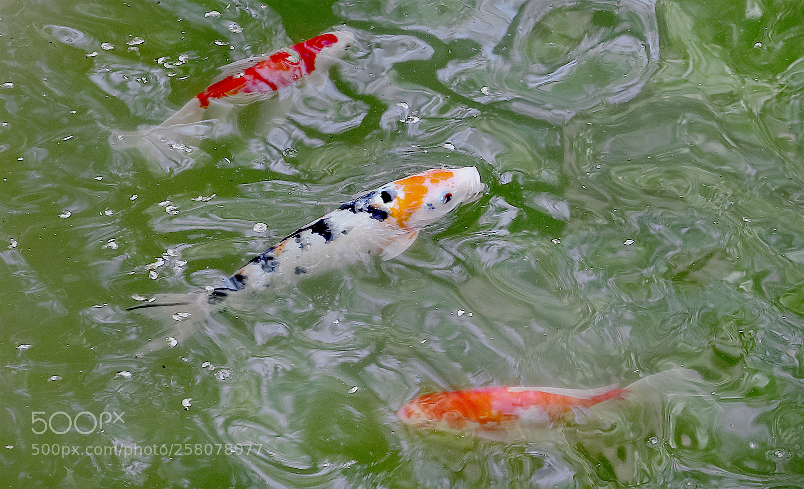 Canon EOS-1D X Mark II sample photo. 锦鲤 photography