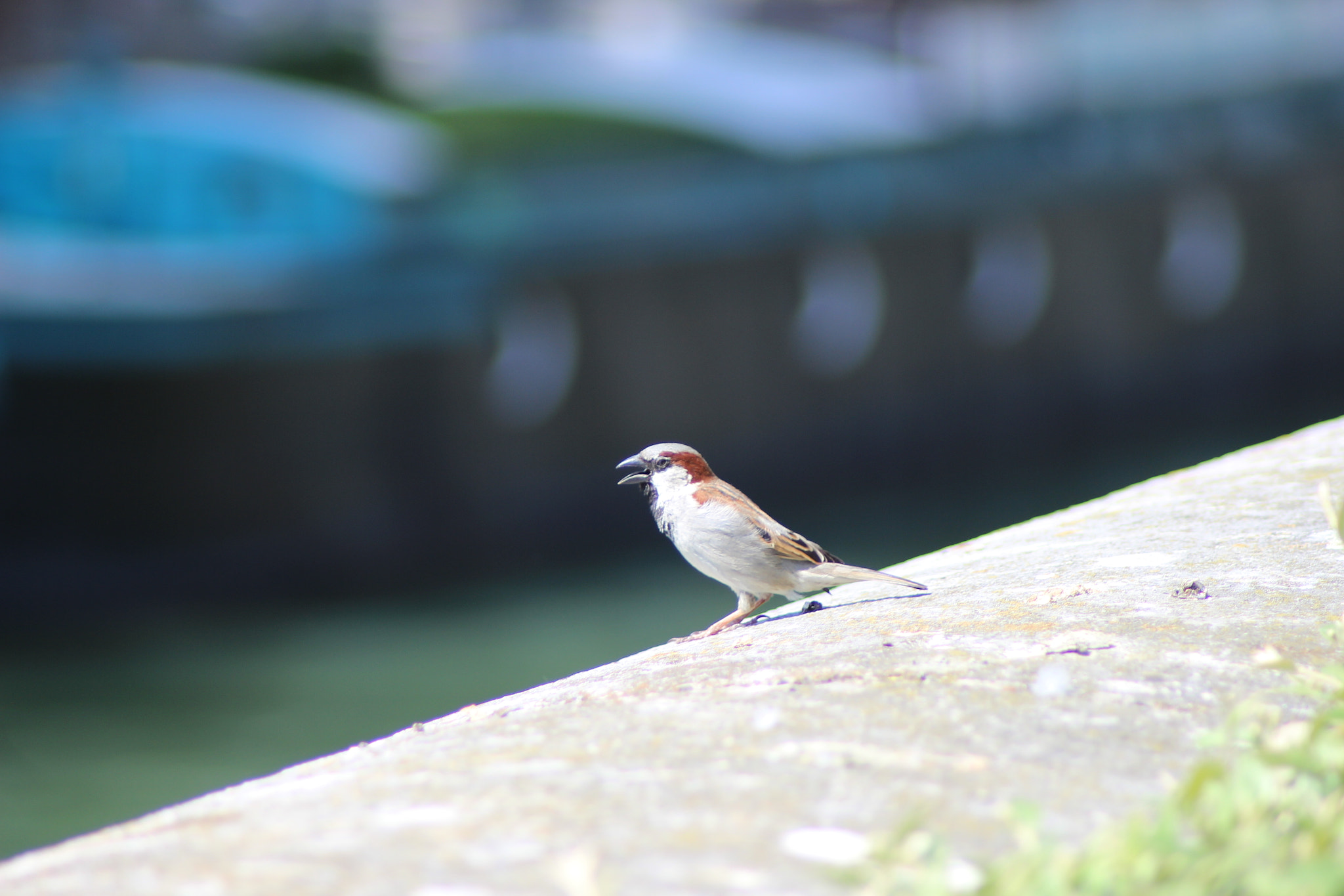 Canon EOS 600D (Rebel EOS T3i / EOS Kiss X5) sample photo. Piaf photography