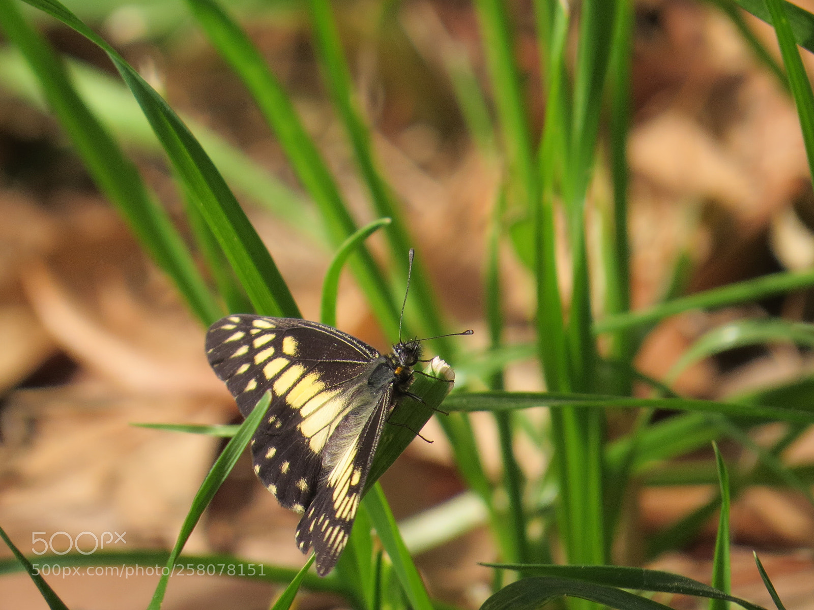 Canon PowerShot SX50 HS sample photo. Black and yellow photography