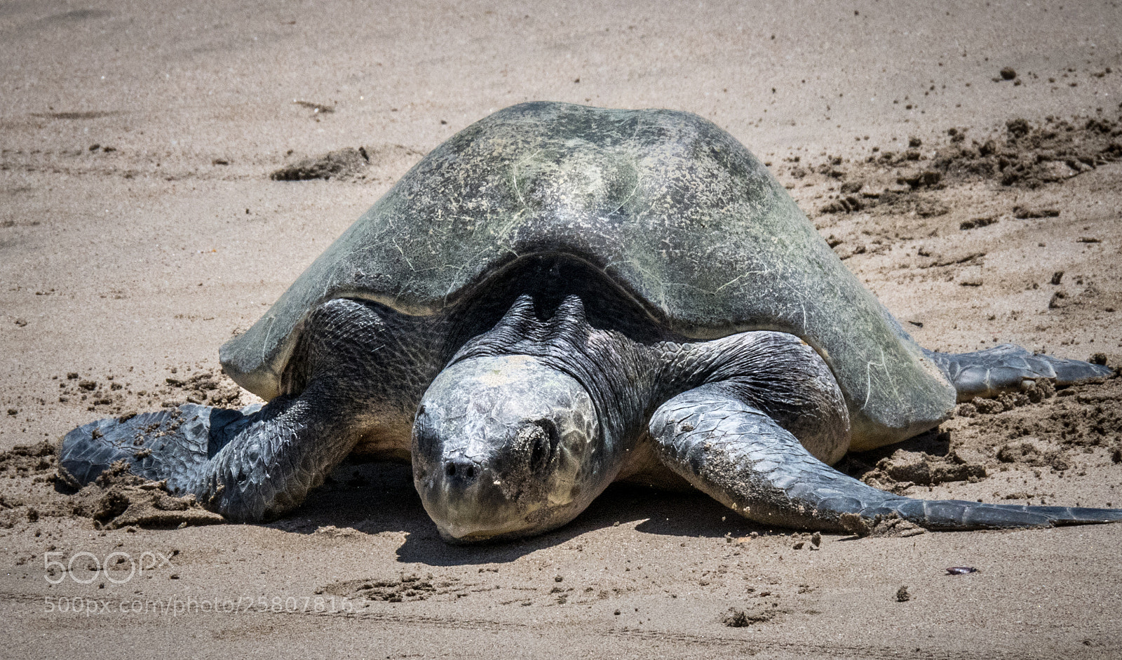 Canon PowerShot G3 X sample photo. Turtle on beach photography