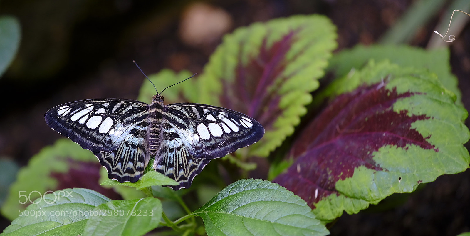 Fujifilm X-H1 sample photo. Enjoying the present moment photography