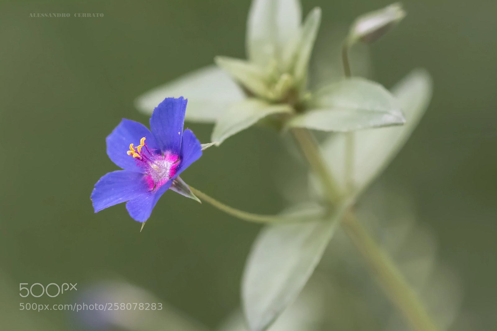 Canon EOS 760D (EOS Rebel T6s / EOS 8000D) sample photo. Fiorellino di primavera photography