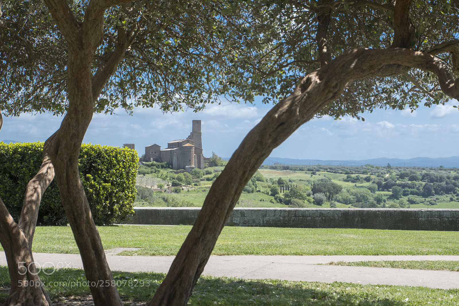 Nikon D500 sample photo. Between branches photography