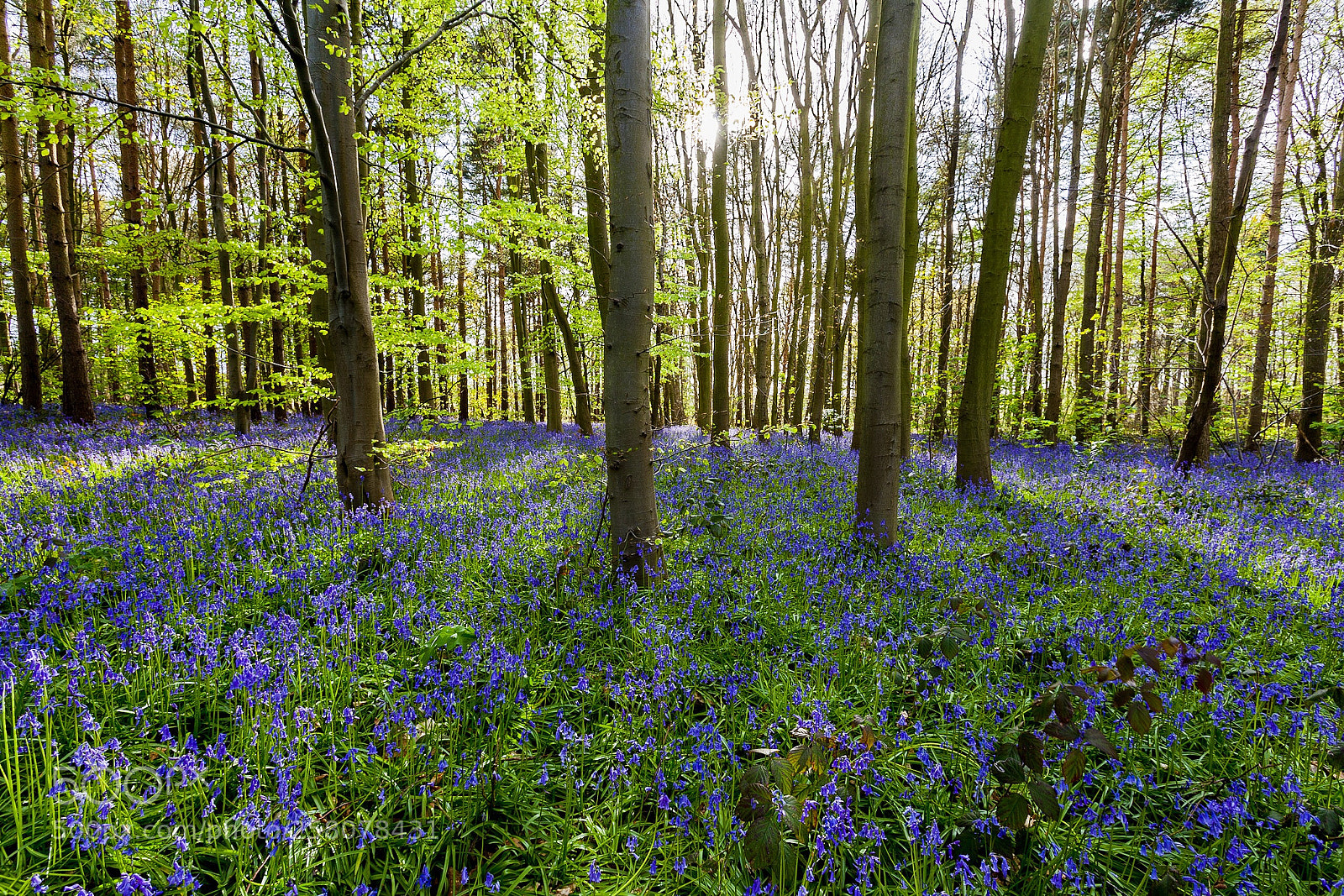 Canon EOS 5D Mark II sample photo. Bluebells and sunflare photography