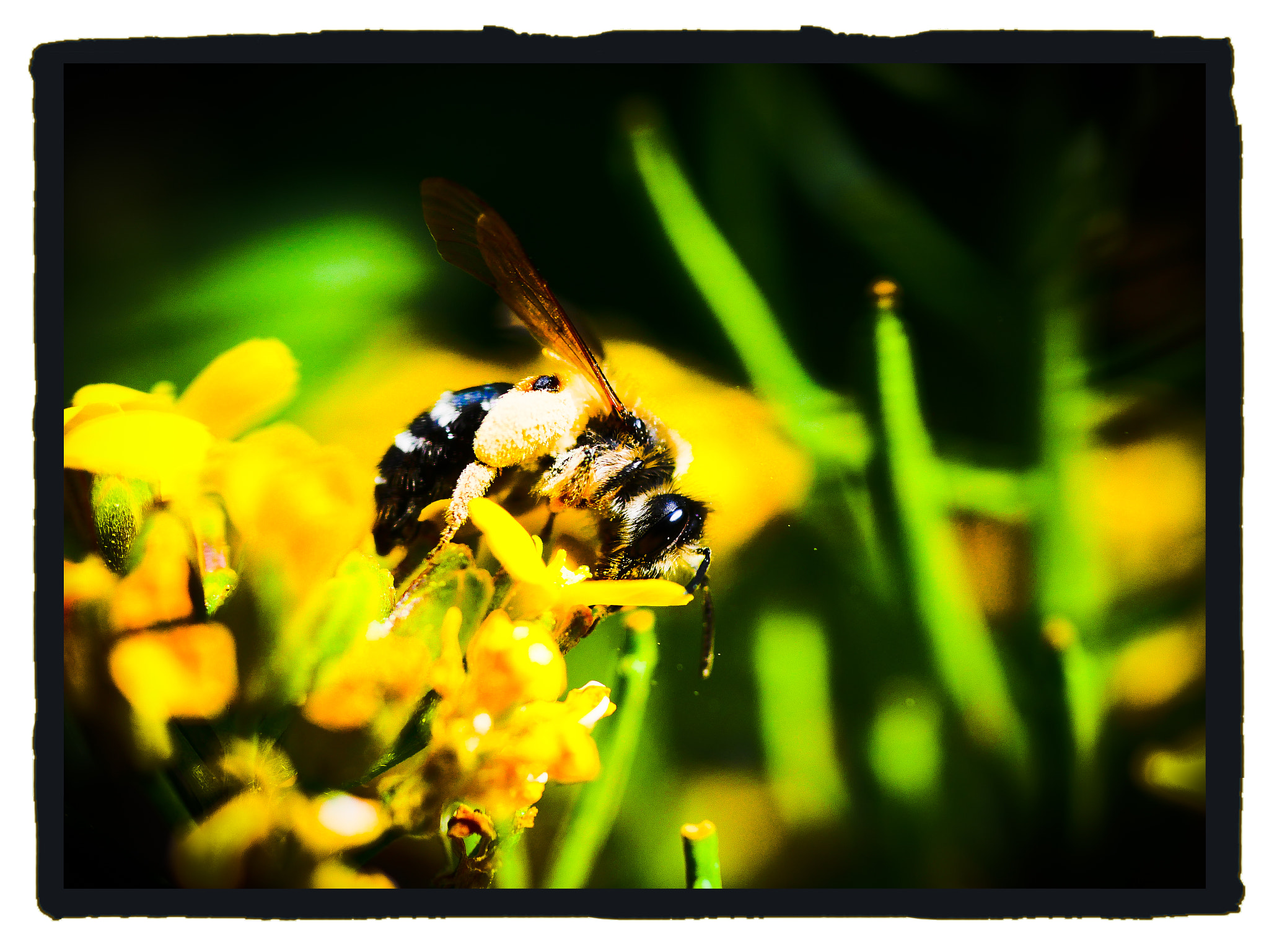 Panasonic Lumix DC-GX9 sample photo. Bee on balcony photography
