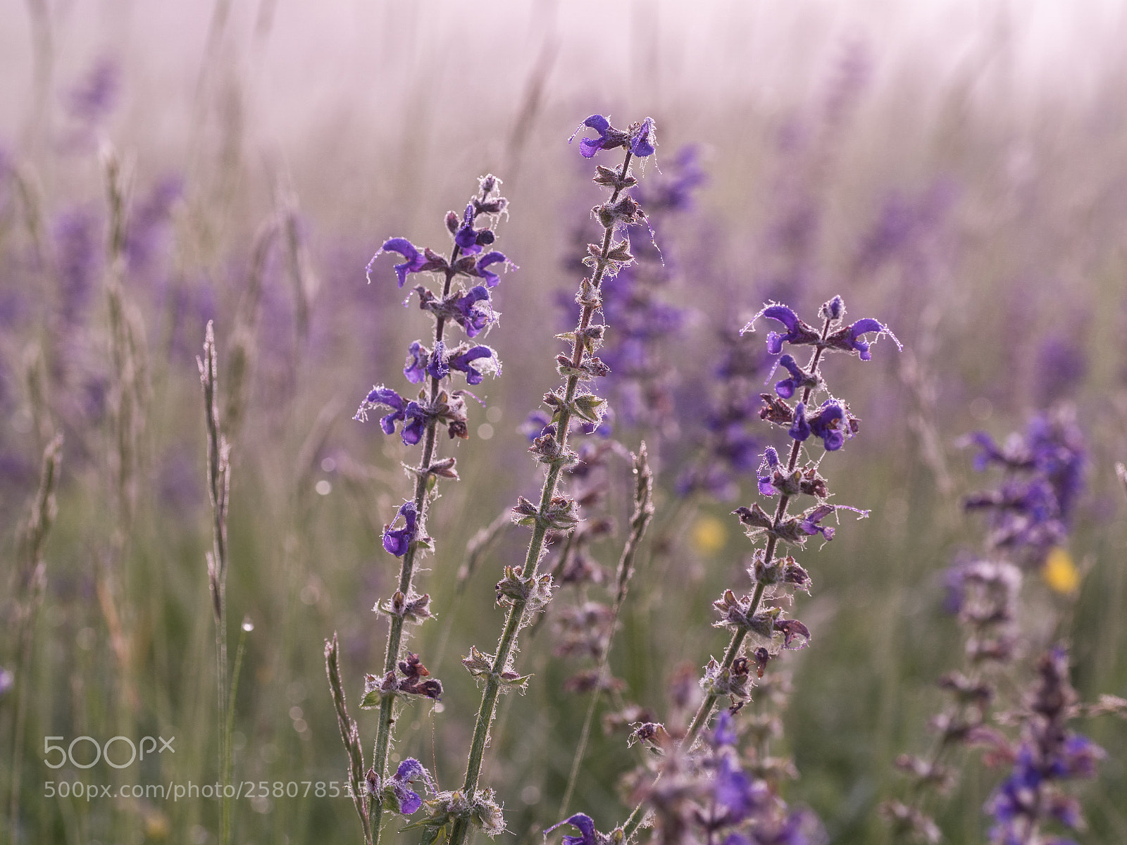 Olympus OM-D E-M5 II sample photo. Spring meadow photography