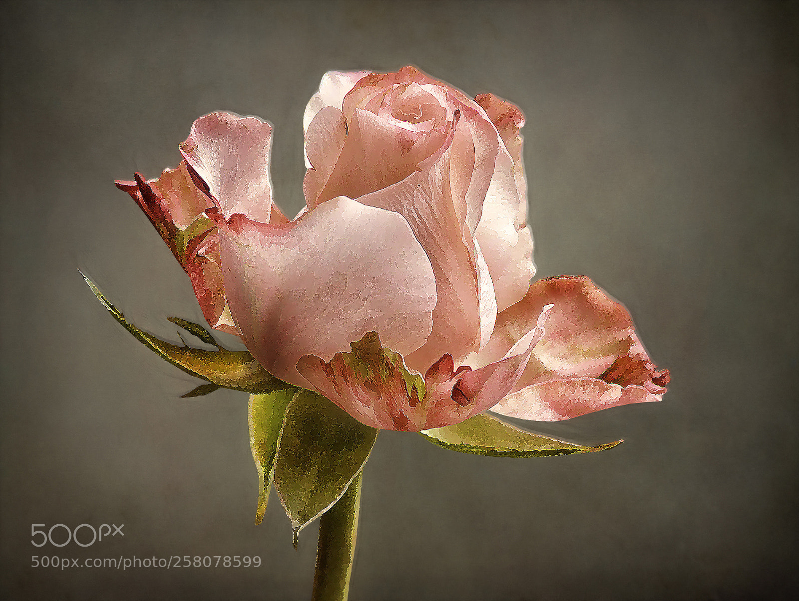 Nikon D5100 sample photo. Just a rose ! photography