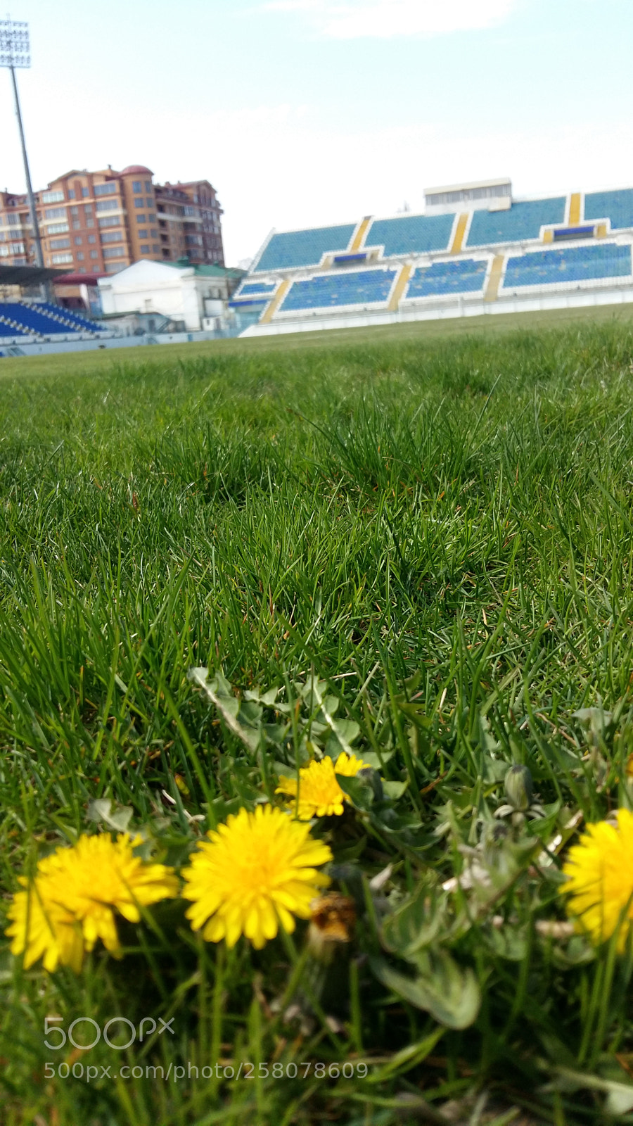 Samsung Galaxy A5 sample photo. Here and dandelions on photography