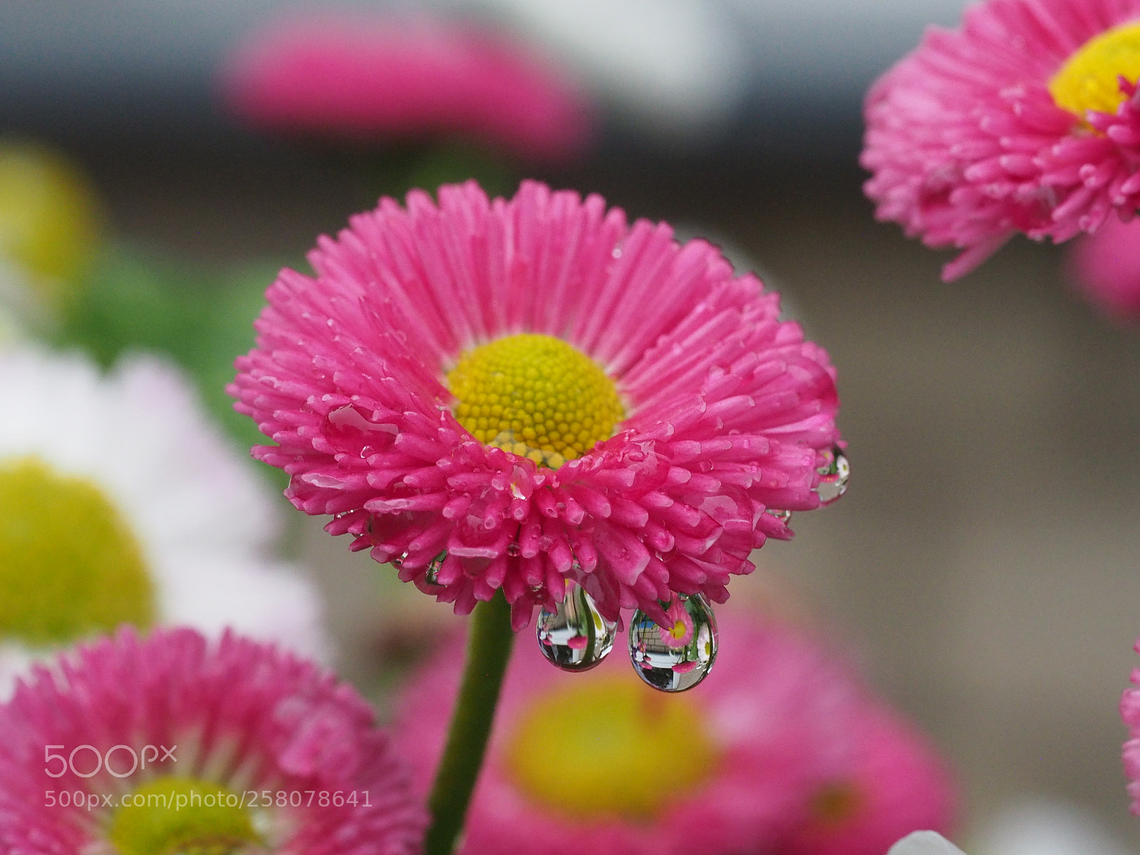 Olympus OM-D E-M5 II sample photo. After the rain 2 photography