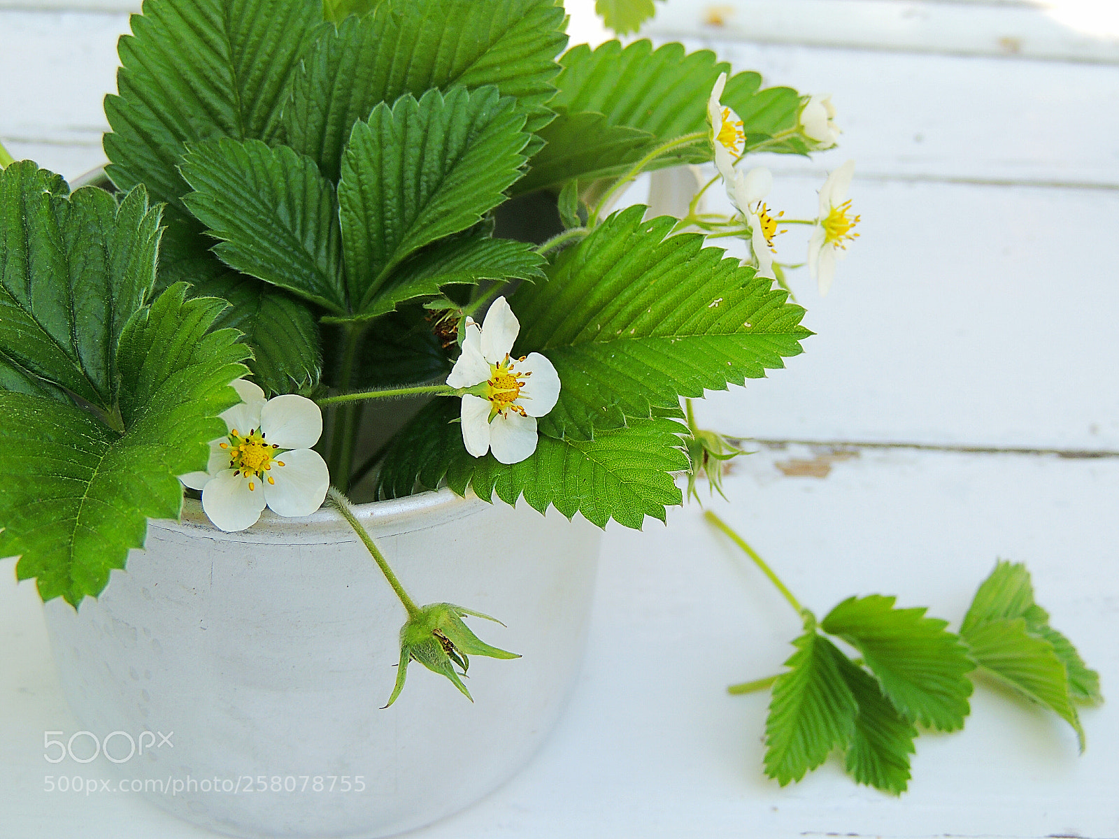 Nikon Coolpix P510 sample photo. Strawberry leaves. photography