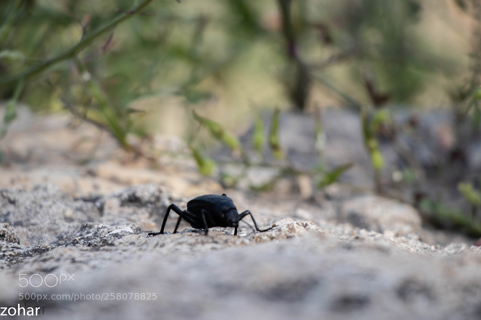 Canon EOS 80D sample photo. Bug photography