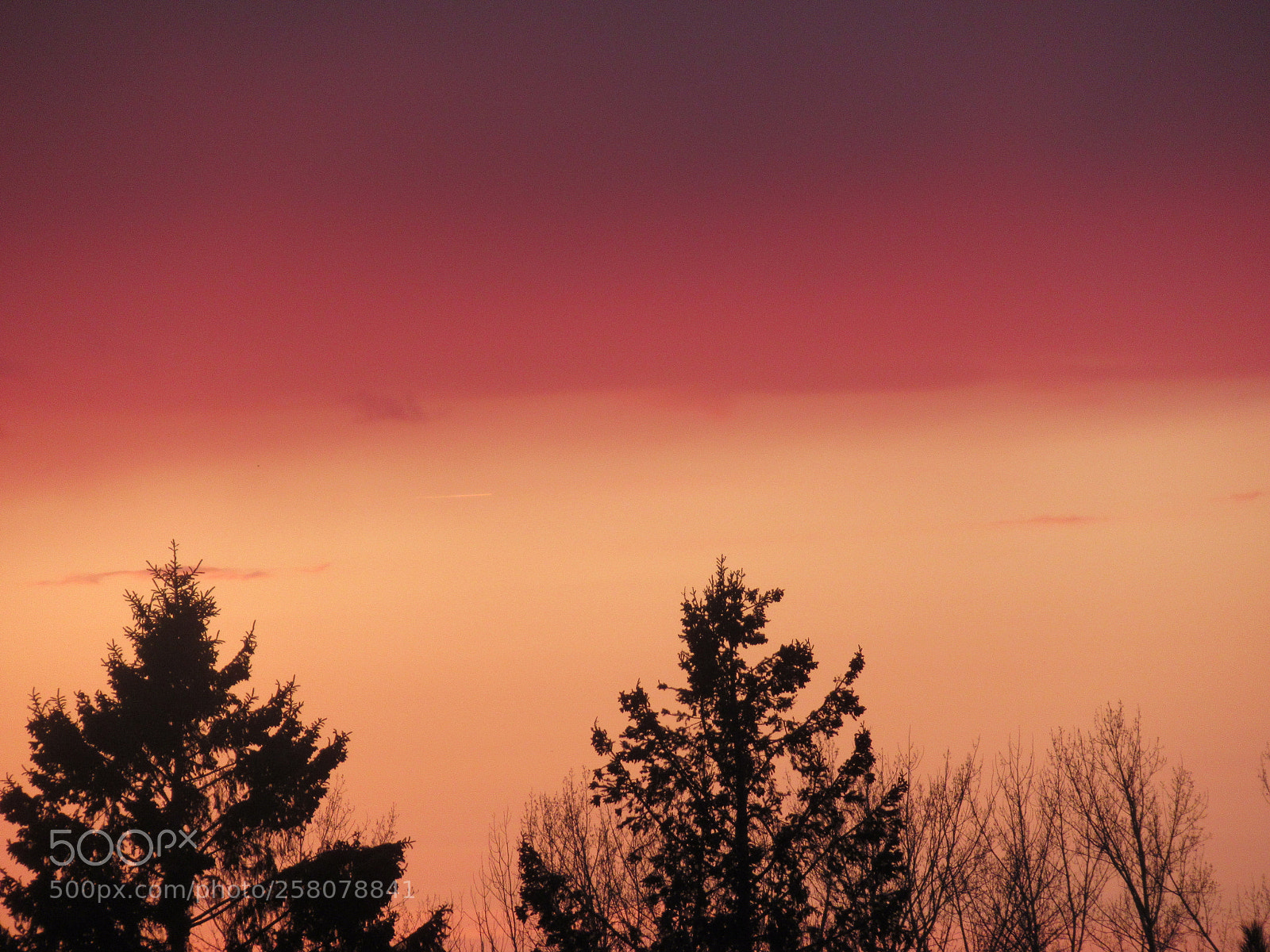 Canon PowerShot SX620 HS sample photo. Twilight trees photography