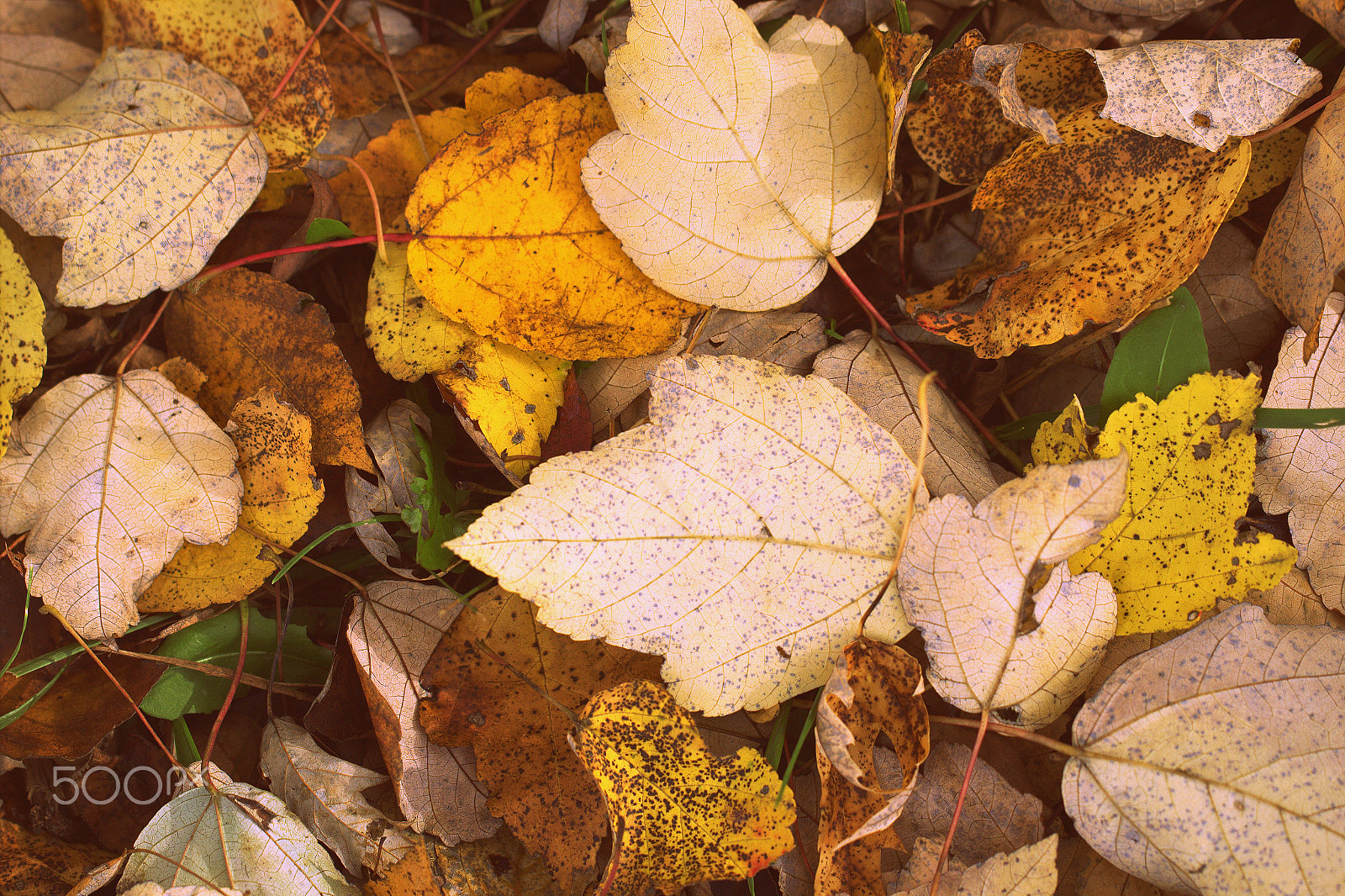 Canon EF 100mm F2.8L Macro IS USM sample photo. Forest floor autumn leaves photography