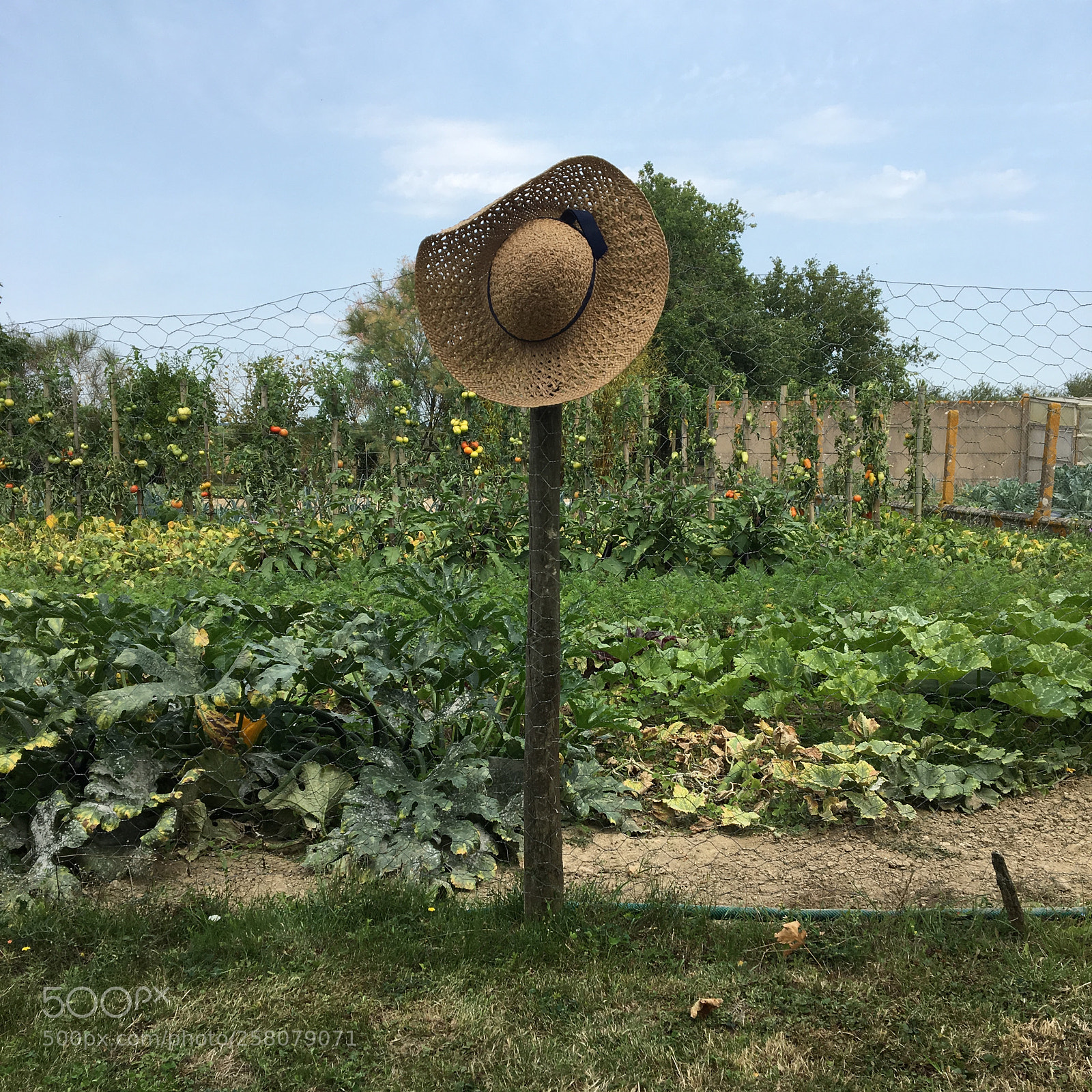 Apple iPhone 6s sample photo. Familly garden photography
