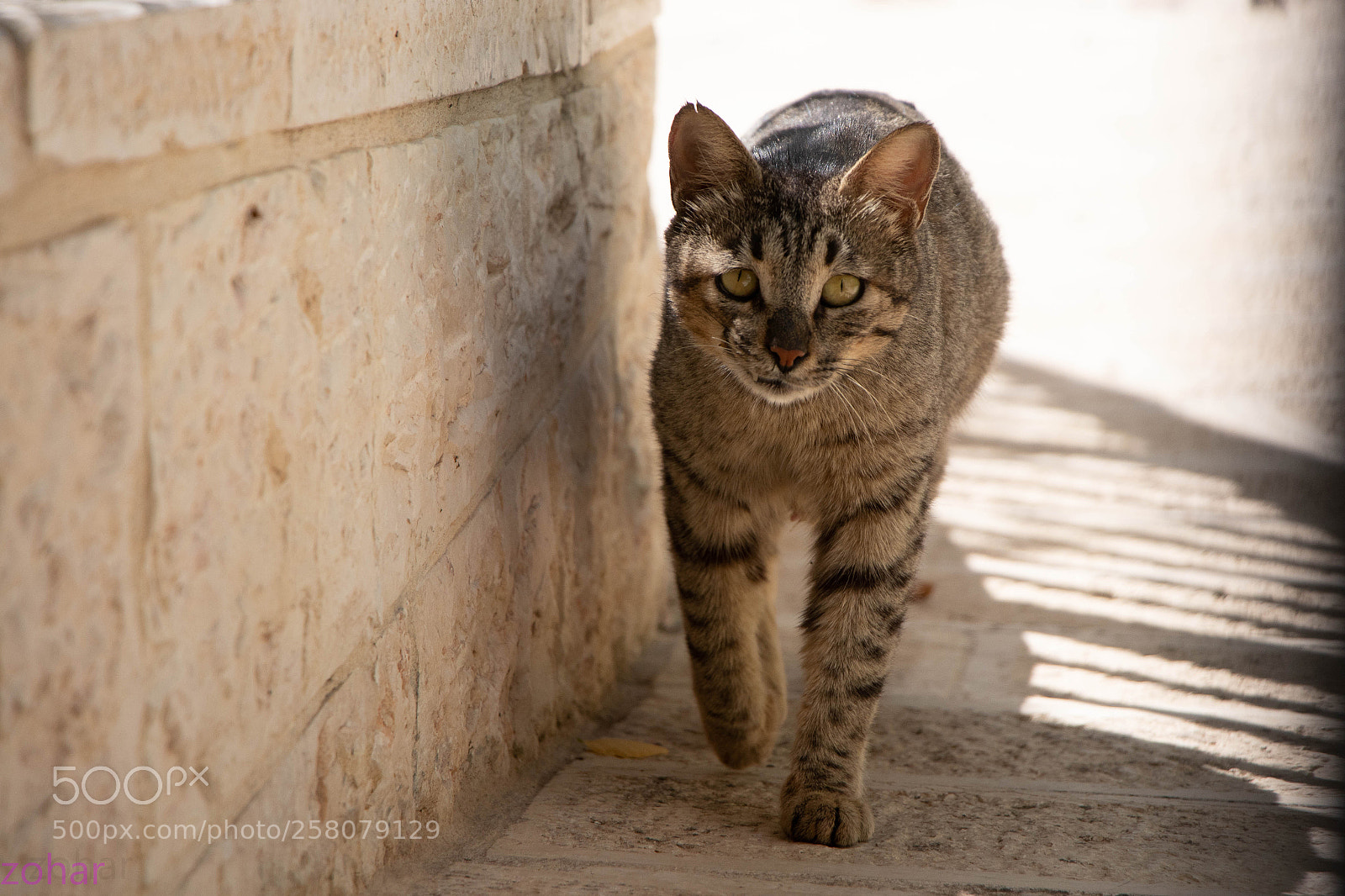 Canon EOS 80D sample photo. Marching in the shadow photography
