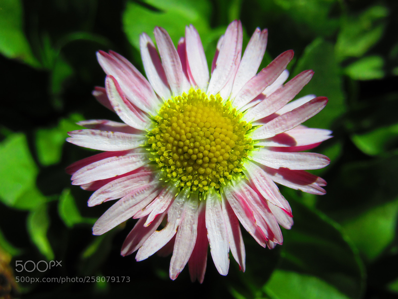 Canon PowerShot SX610 HS sample photo. Daisy photography