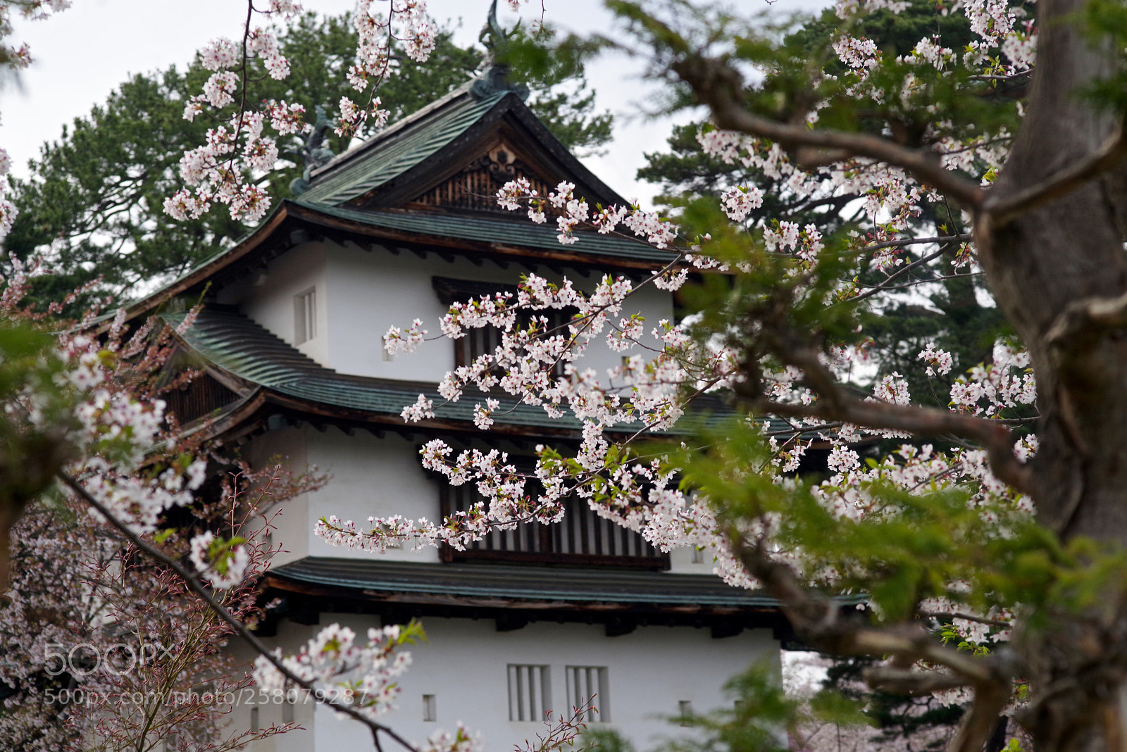 Pentax K-1 sample photo. Scaffold with cherry blossom photography