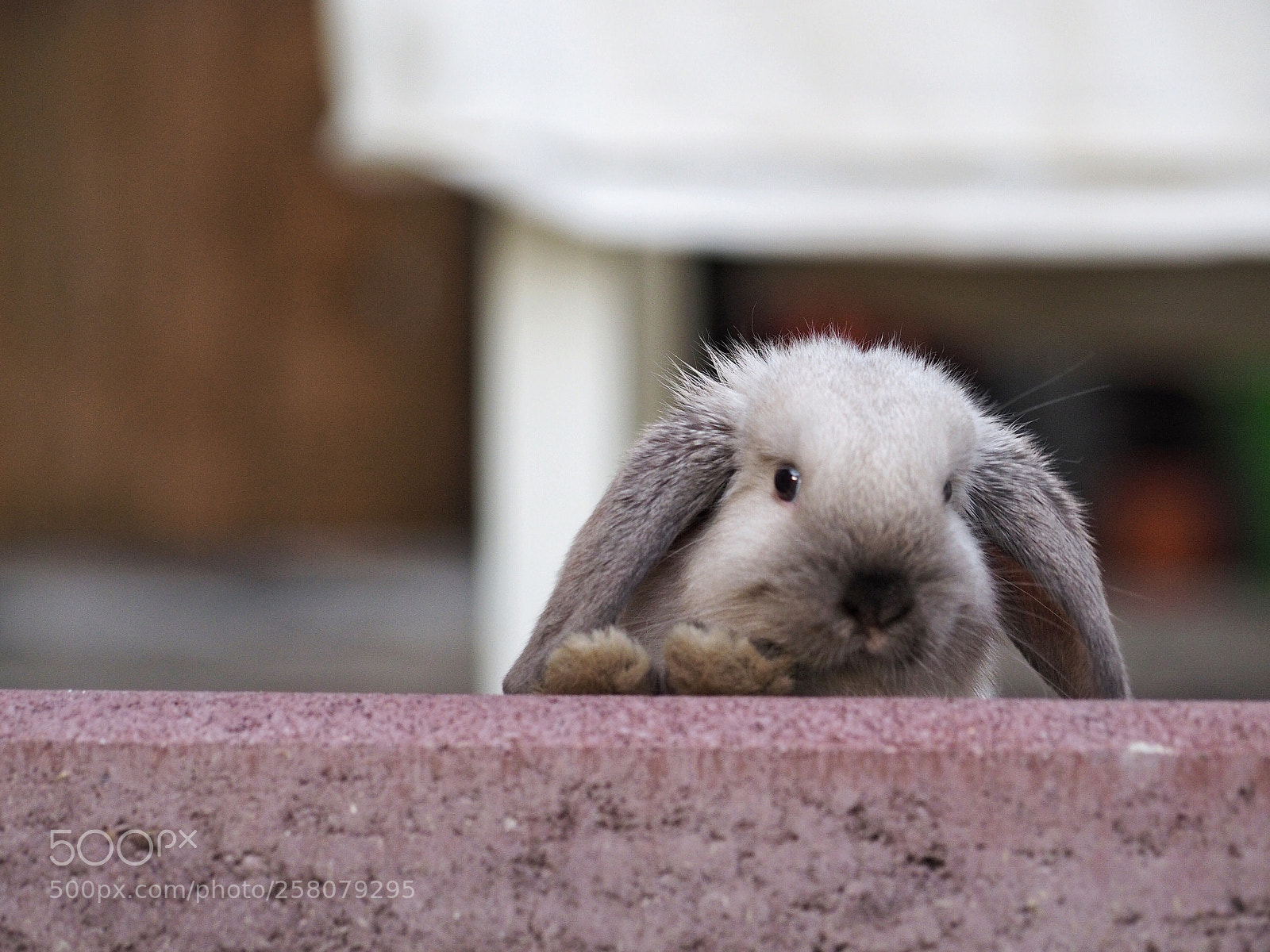Olympus OM-D E-M1 sample photo. Say hello  photography