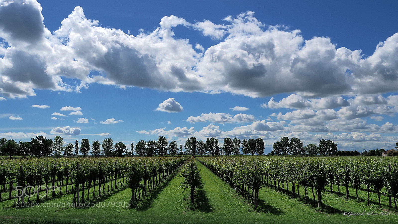 Olympus OM-D E-M5 II sample photo. Nuvole sulle vigne photography
