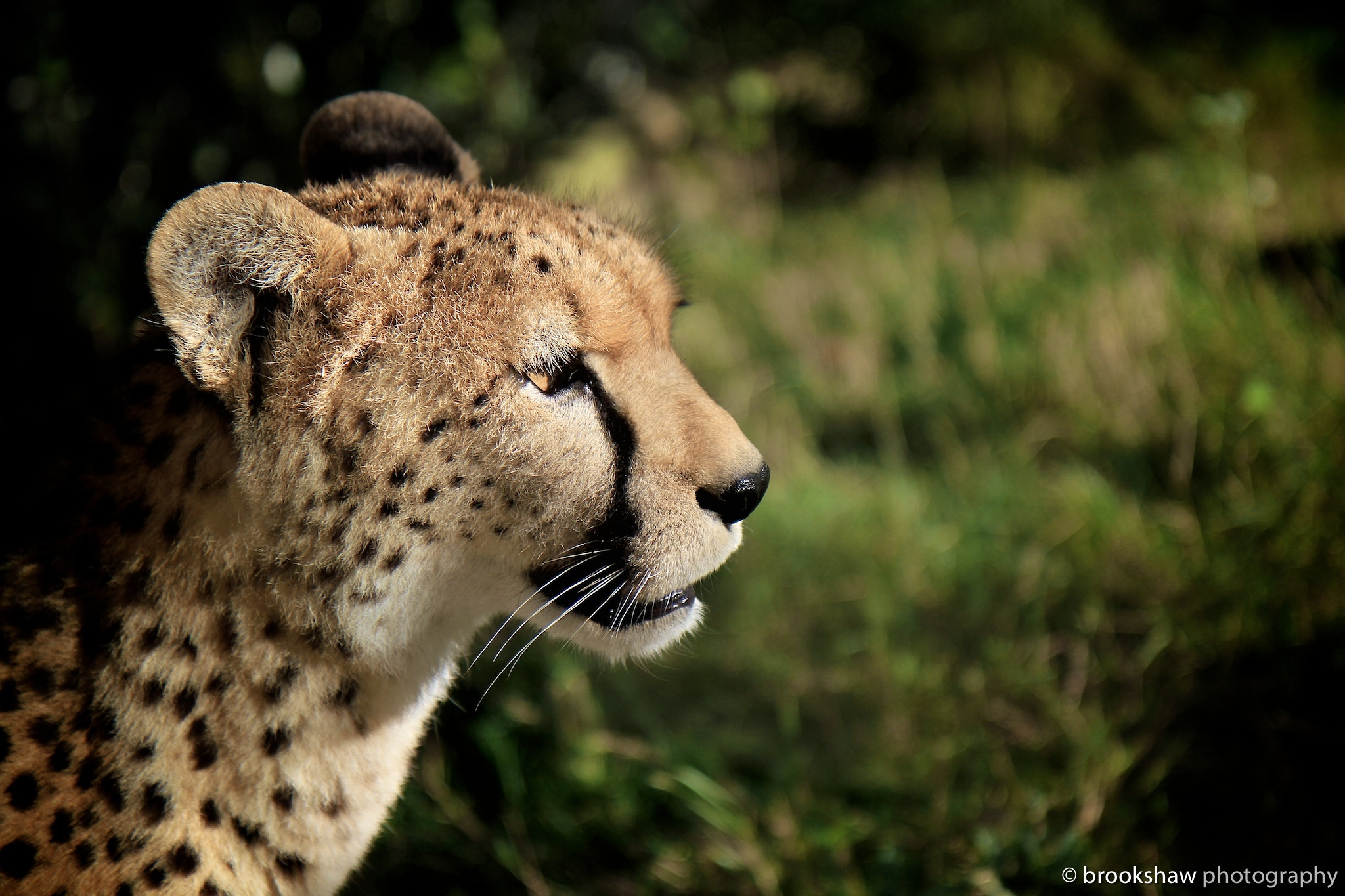 Cheetah Profile by Gary Brookshaw - Photo 25807933 / 500px