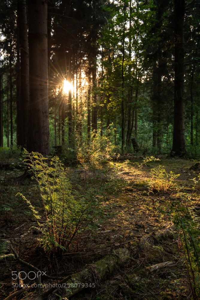 Nikon D750 sample photo. Fern in sunlight photography