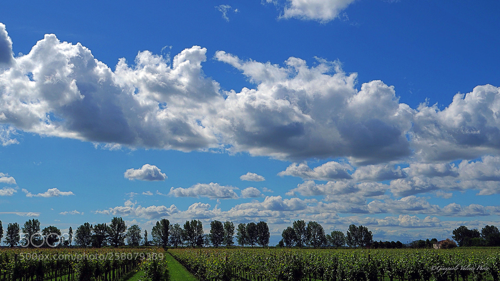 Olympus OM-D E-M5 II sample photo. Nuvole sulle vigne photography