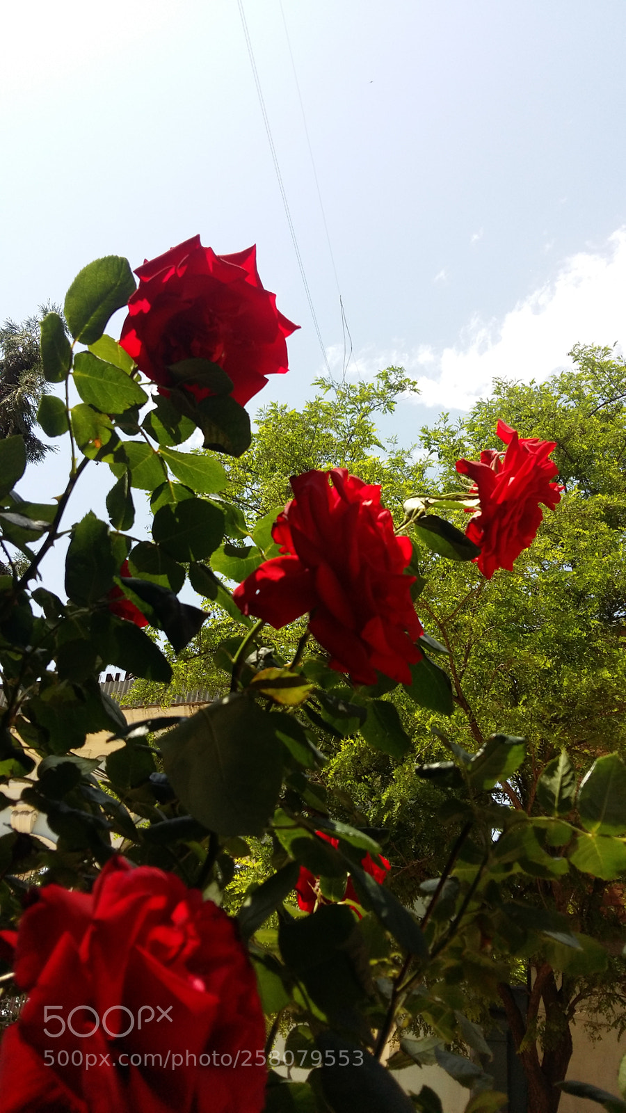 Samsung Galaxy A5 sample photo. Your roses.... photography