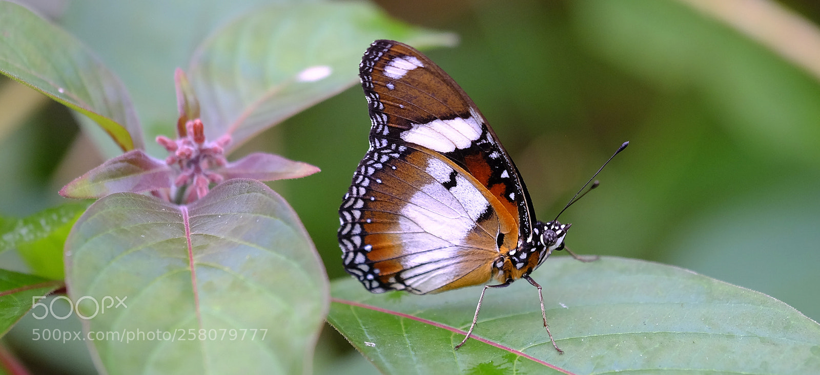 Fujifilm X-H1 sample photo. Diadem photography