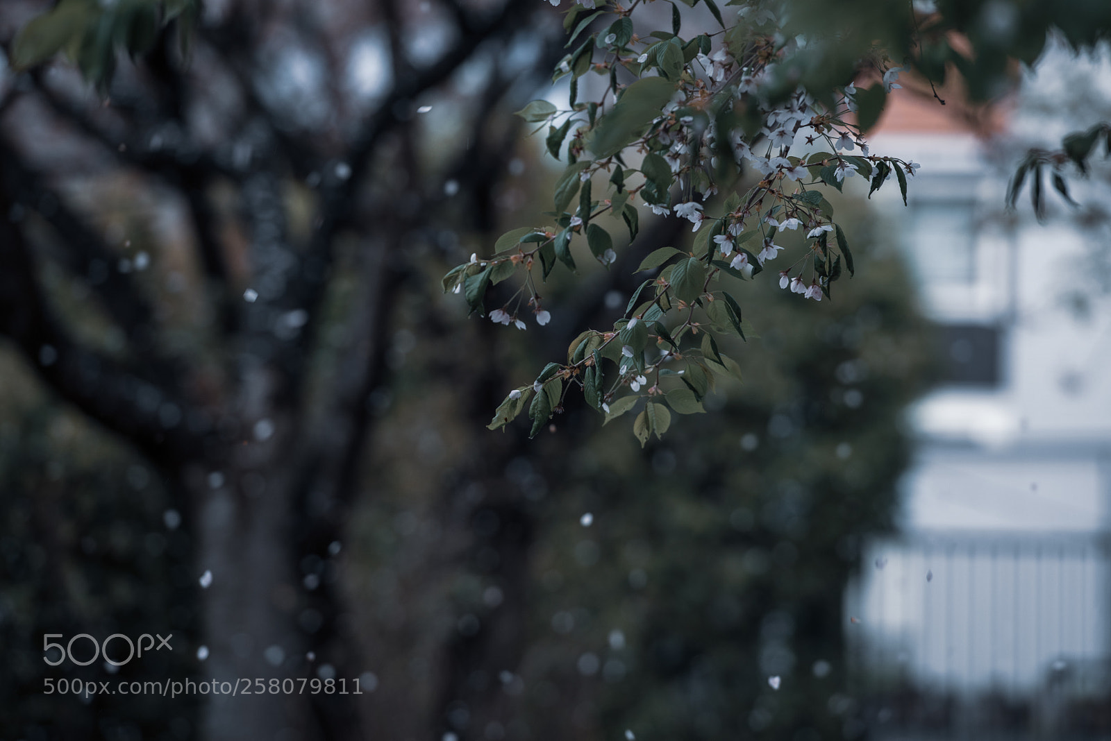 Nikon D810 sample photo. Shower of falling cherry photography