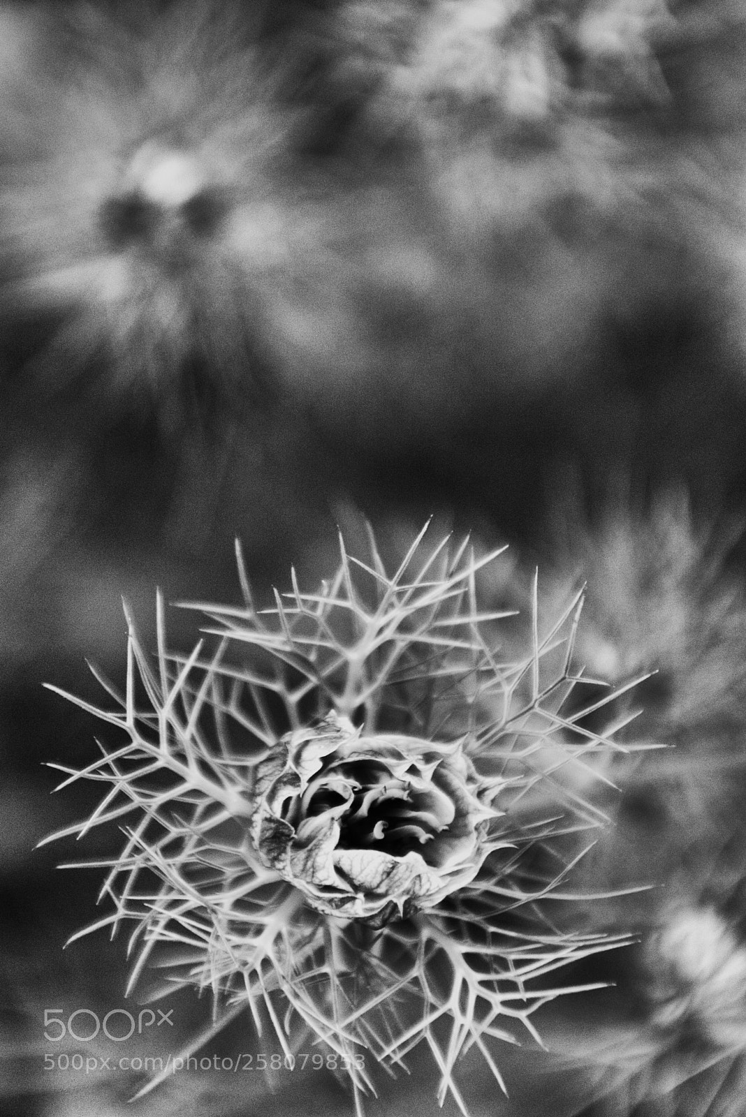 Nikon D3200 sample photo. Flor photography