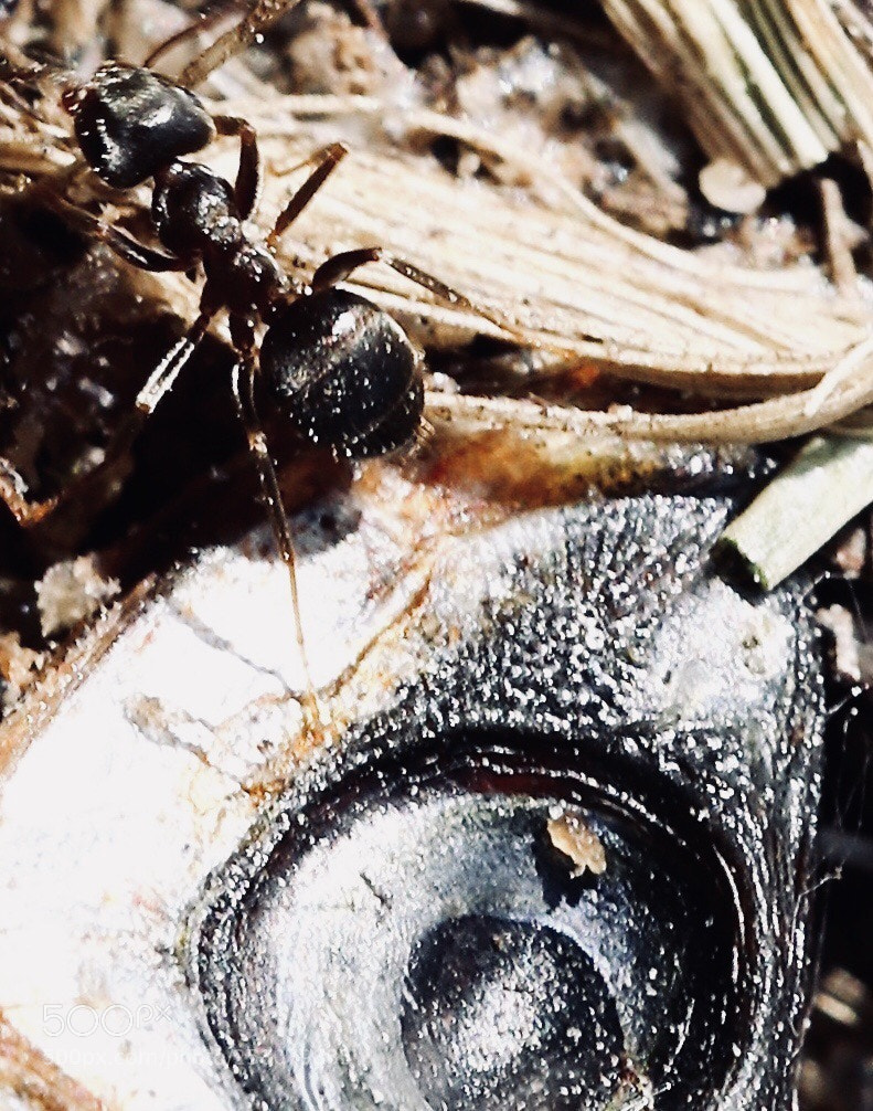 Canon EOS 6D Mark II sample photo. Eye and ant... photography