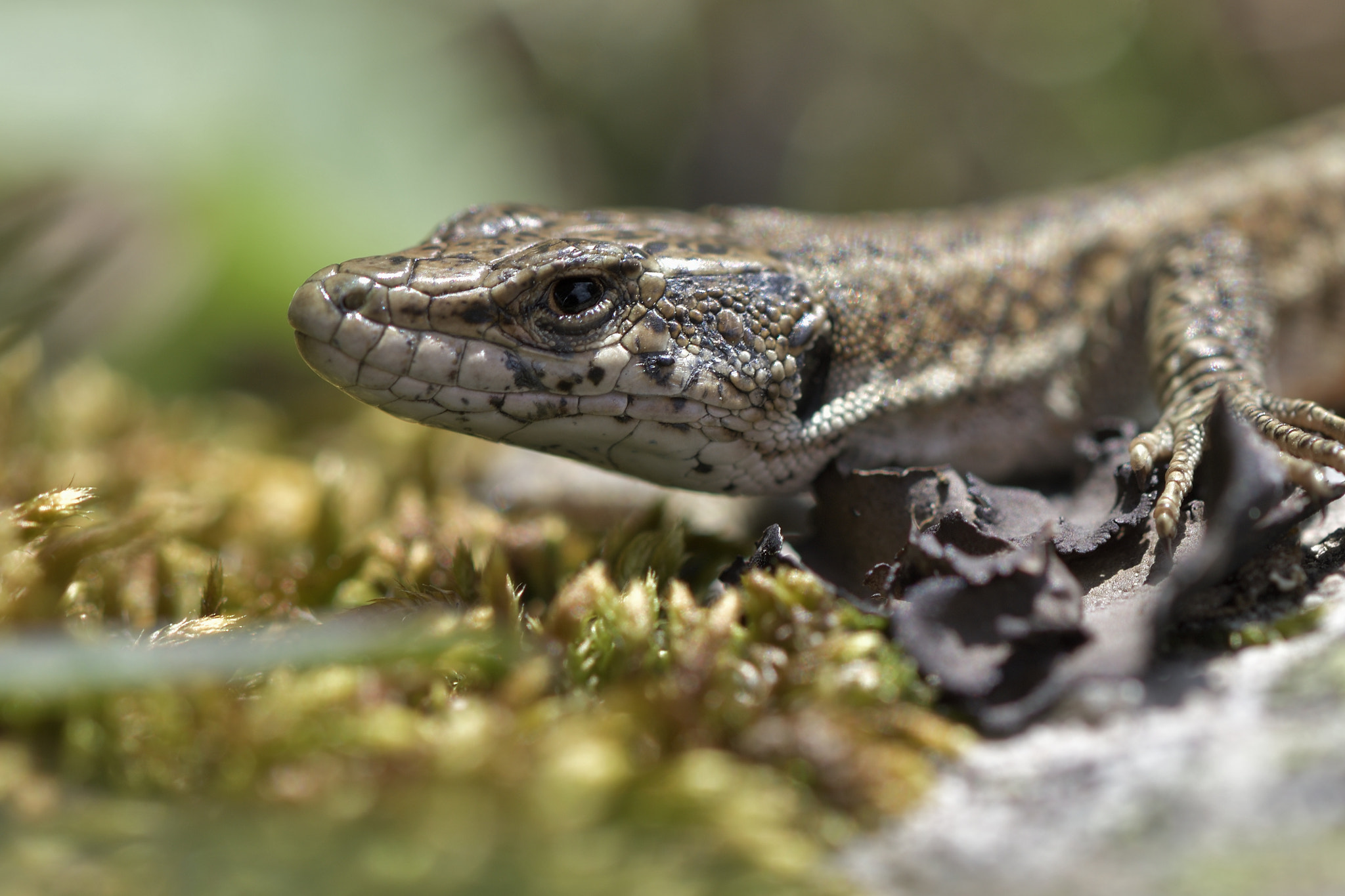 Nikon AF-S Micro-Nikkor 105mm F2.8G IF-ED VR sample photo. Lizard (podarcis hispanica) photography