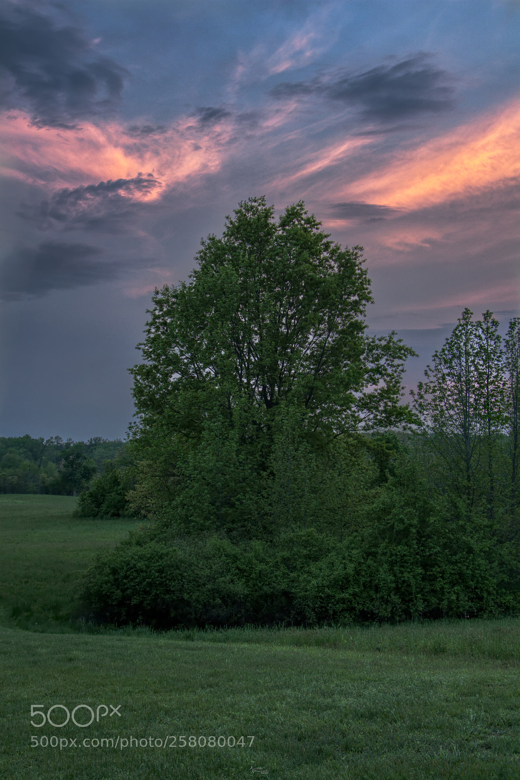 Canon EOS M5 sample photo. Tree at sunset photography