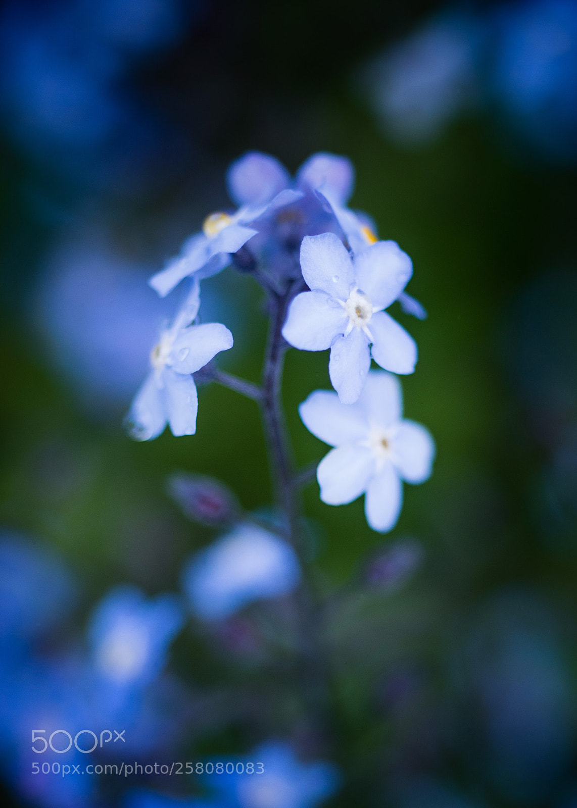 Nikon D800 sample photo. Sometimes i forget photography