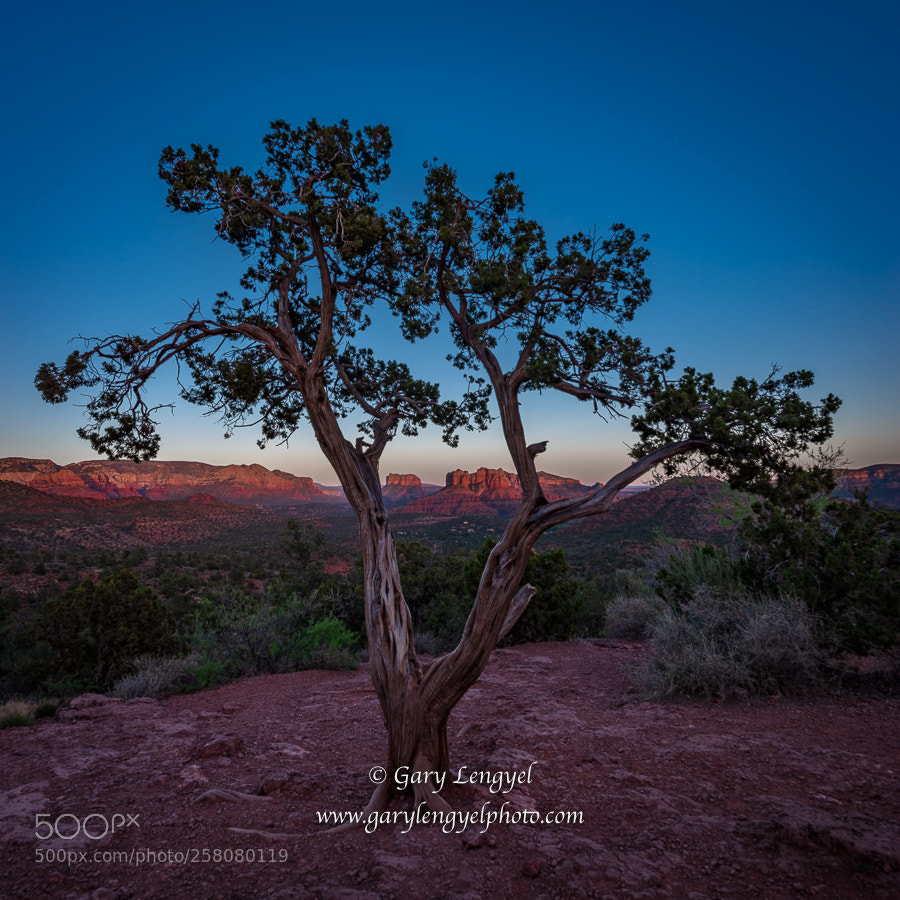 Nikon D800 sample photo. Cathedral rock photography
