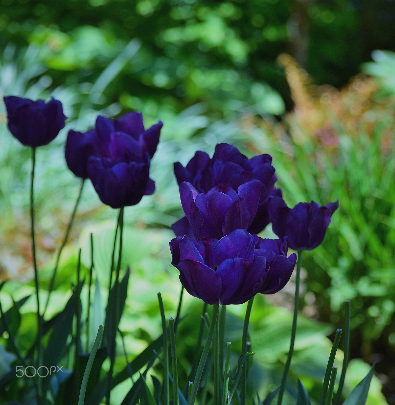 Nikon D3300 sample photo. Tulips for you! photography