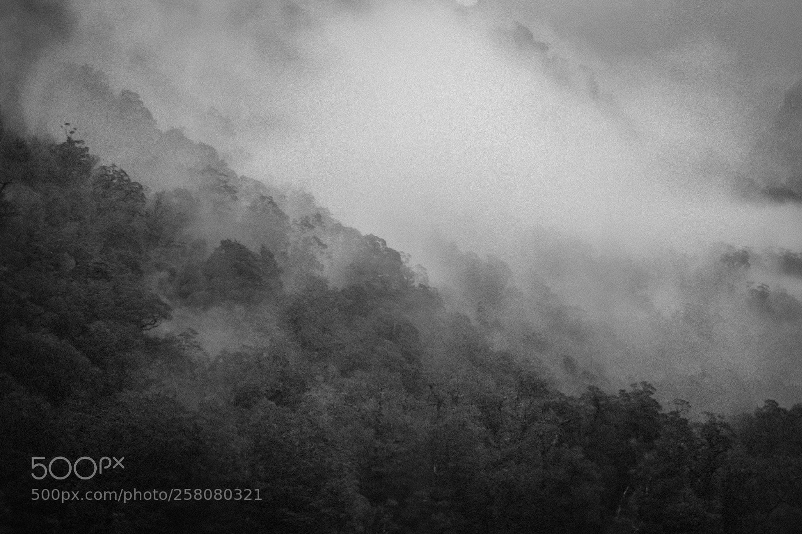 Canon EOS 7D Mark II sample photo. Podocarp mist photography
