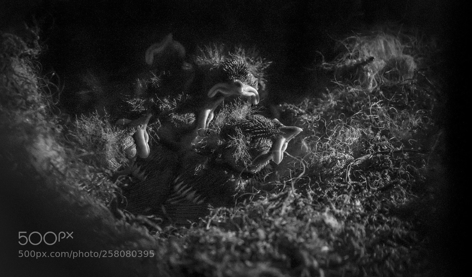Nikon D500 sample photo. Young coal titmouses photography