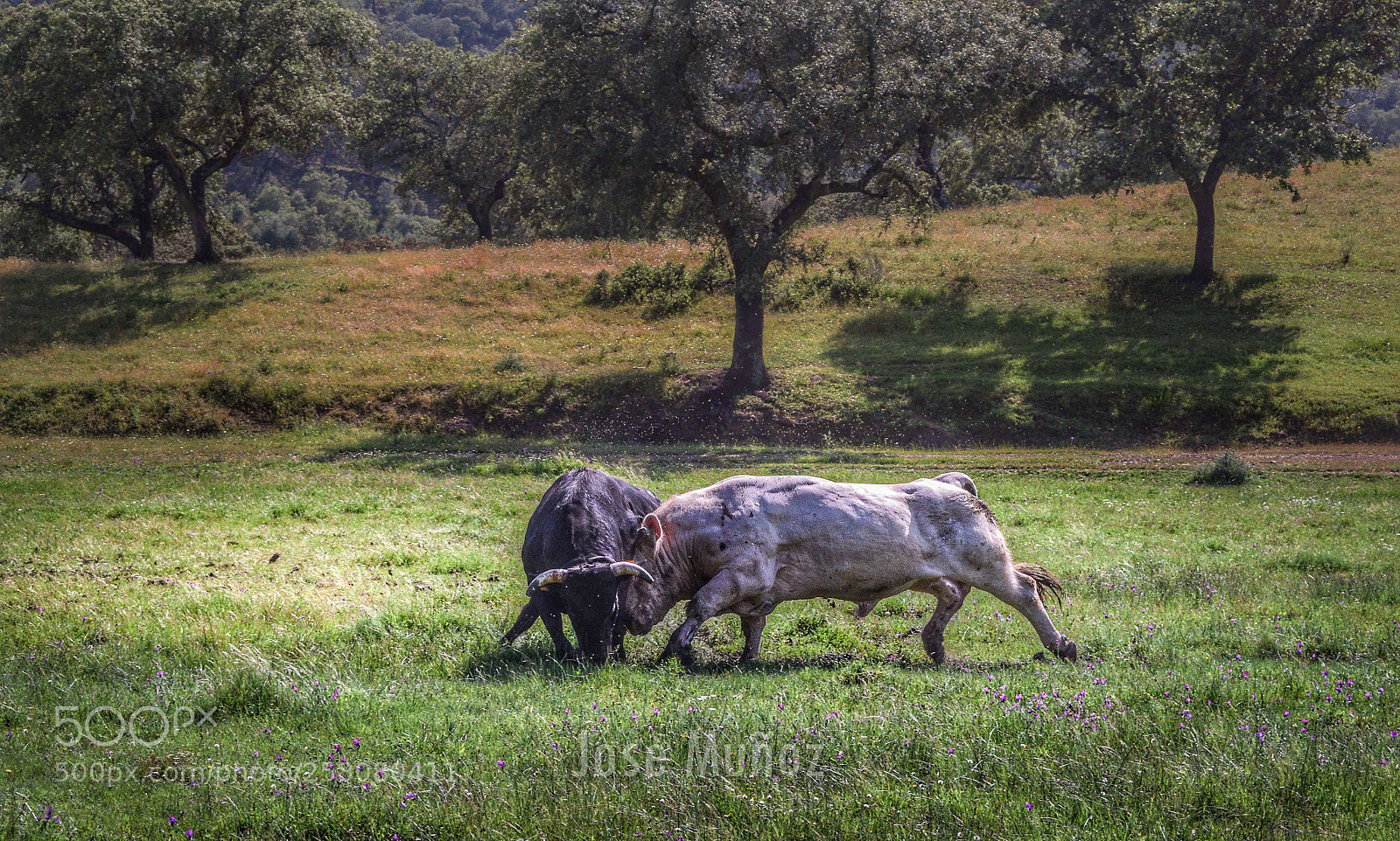 Nikon D3300 sample photo. Estocada photography