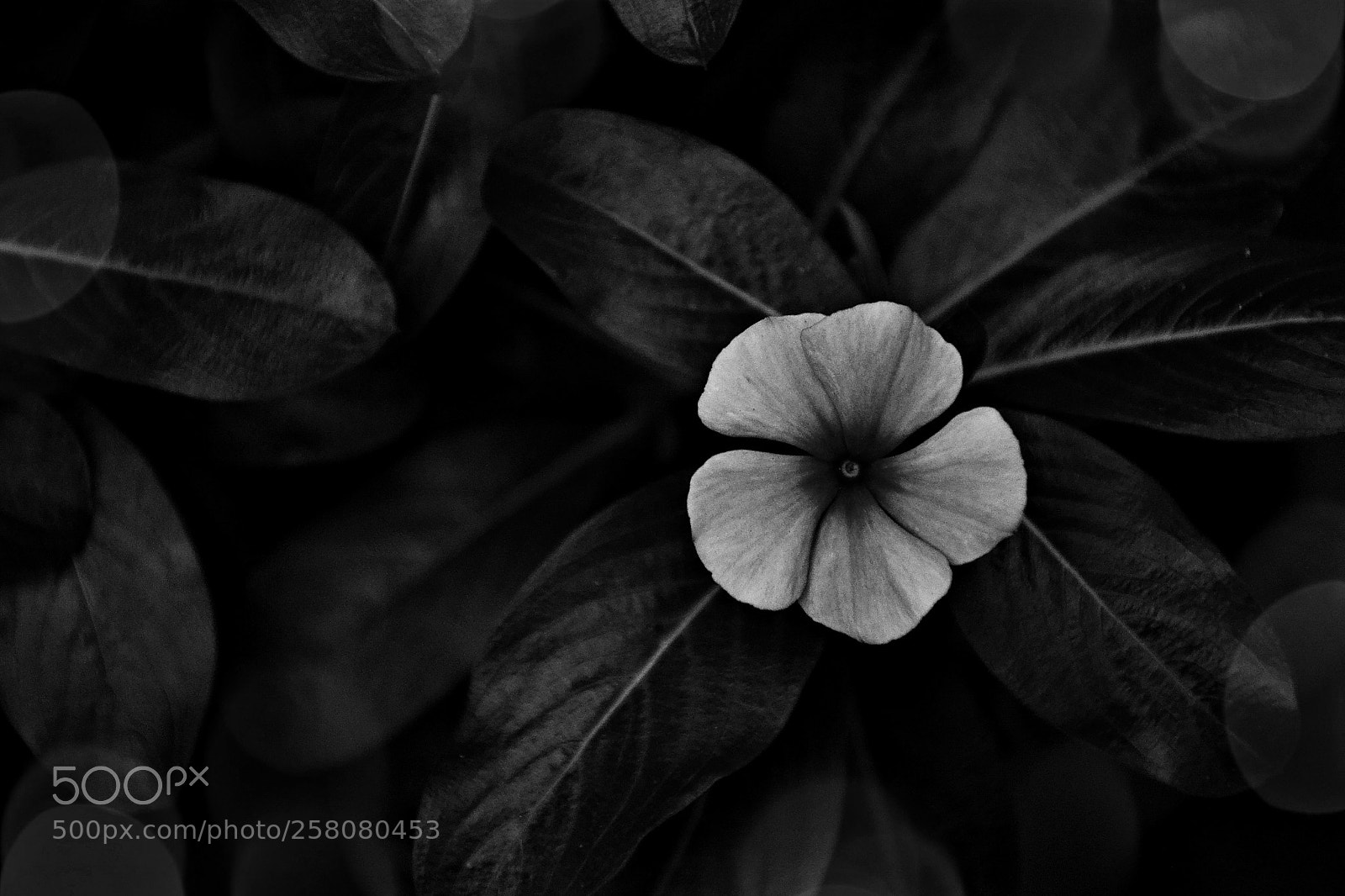 Nikon D3100 sample photo. Untitled photography