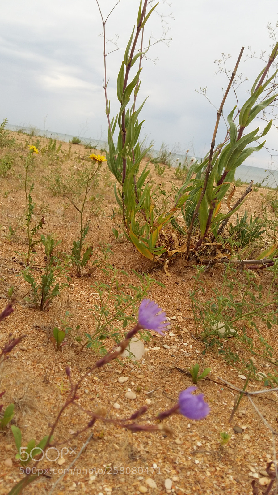 Samsung Galaxy A5 sample photo. Flower on the sand photography