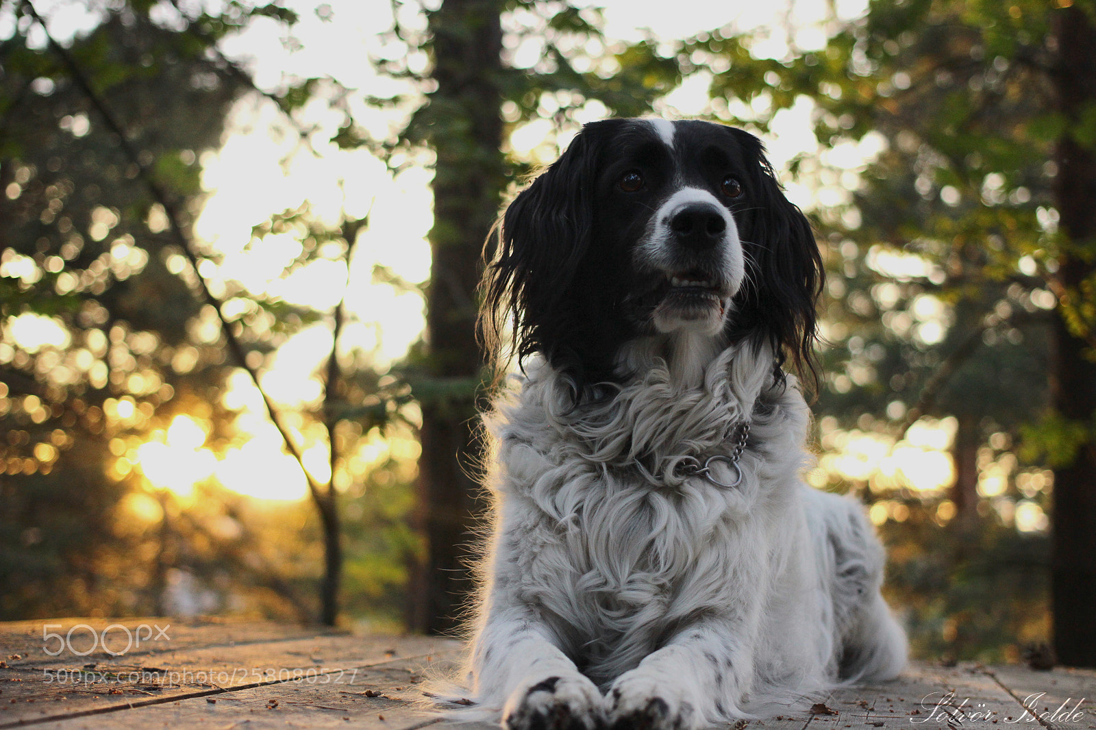 Canon EOS 600D (Rebel EOS T3i / EOS Kiss X5) sample photo. Mira photography