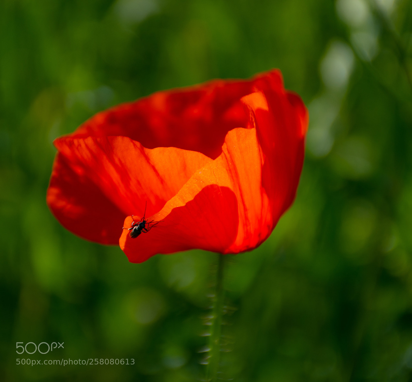 Nikon D7500 sample photo. Poppy photography