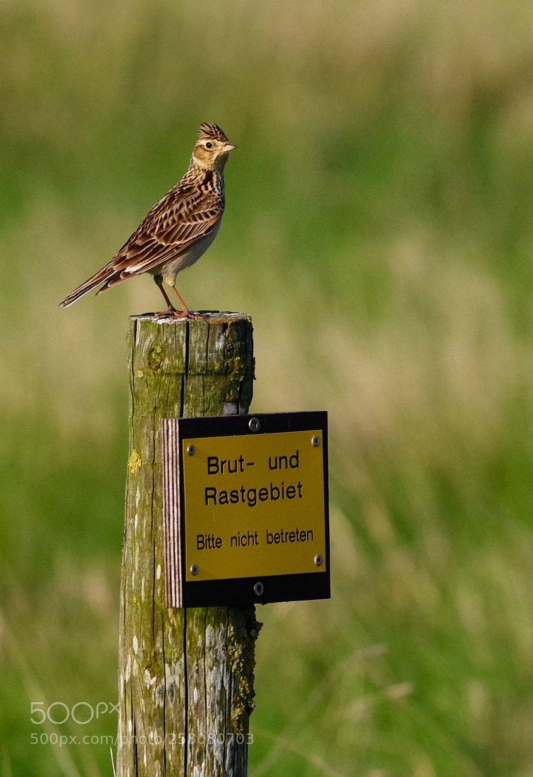 Pentax K-1 sample photo. Haubenlerche - crested lark photography