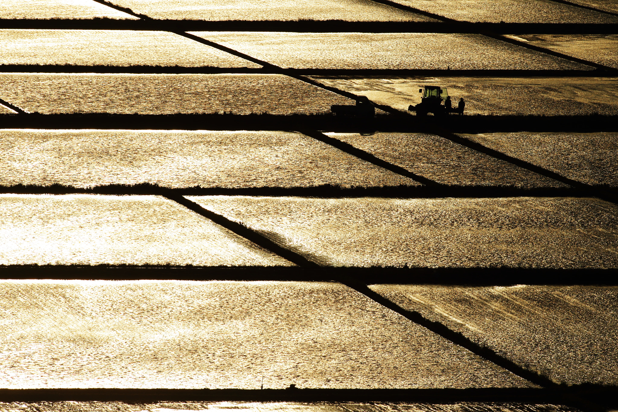 Canon EF 600mm f/4L IS sample photo. A rice paddy shining in the sunset photography