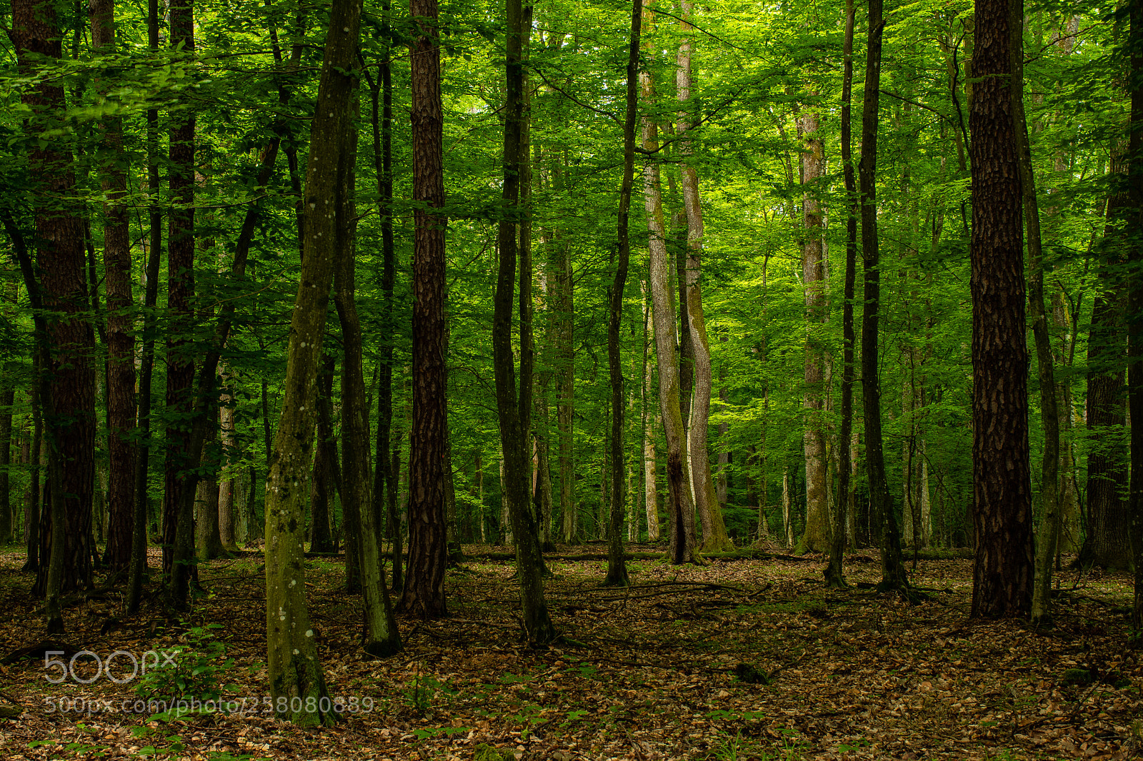 Nikon D7500 sample photo. Forest photography
