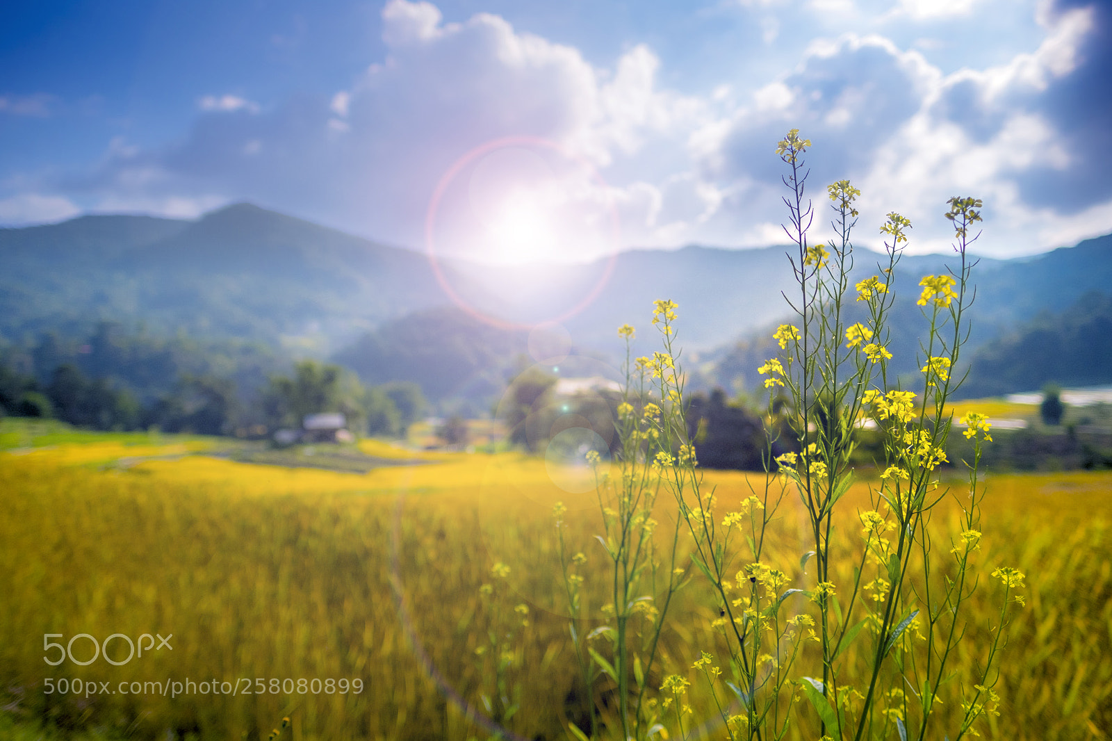 Fujifilm X-T2 sample photo. Love in nature photography
