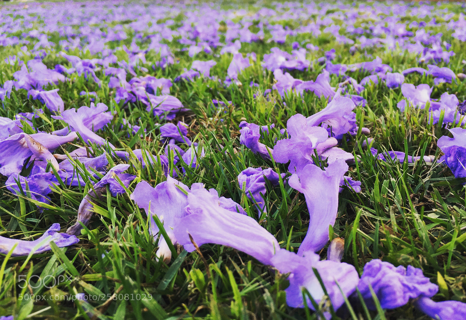 Apple iPhone 6s sample photo. Jacaranda flowers photography