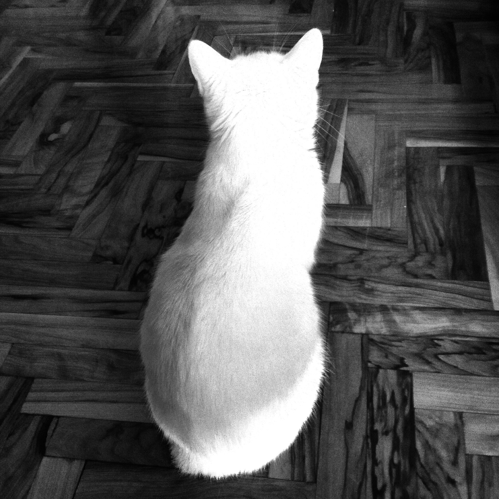 Apple iPad sample photo. Behind :) photography