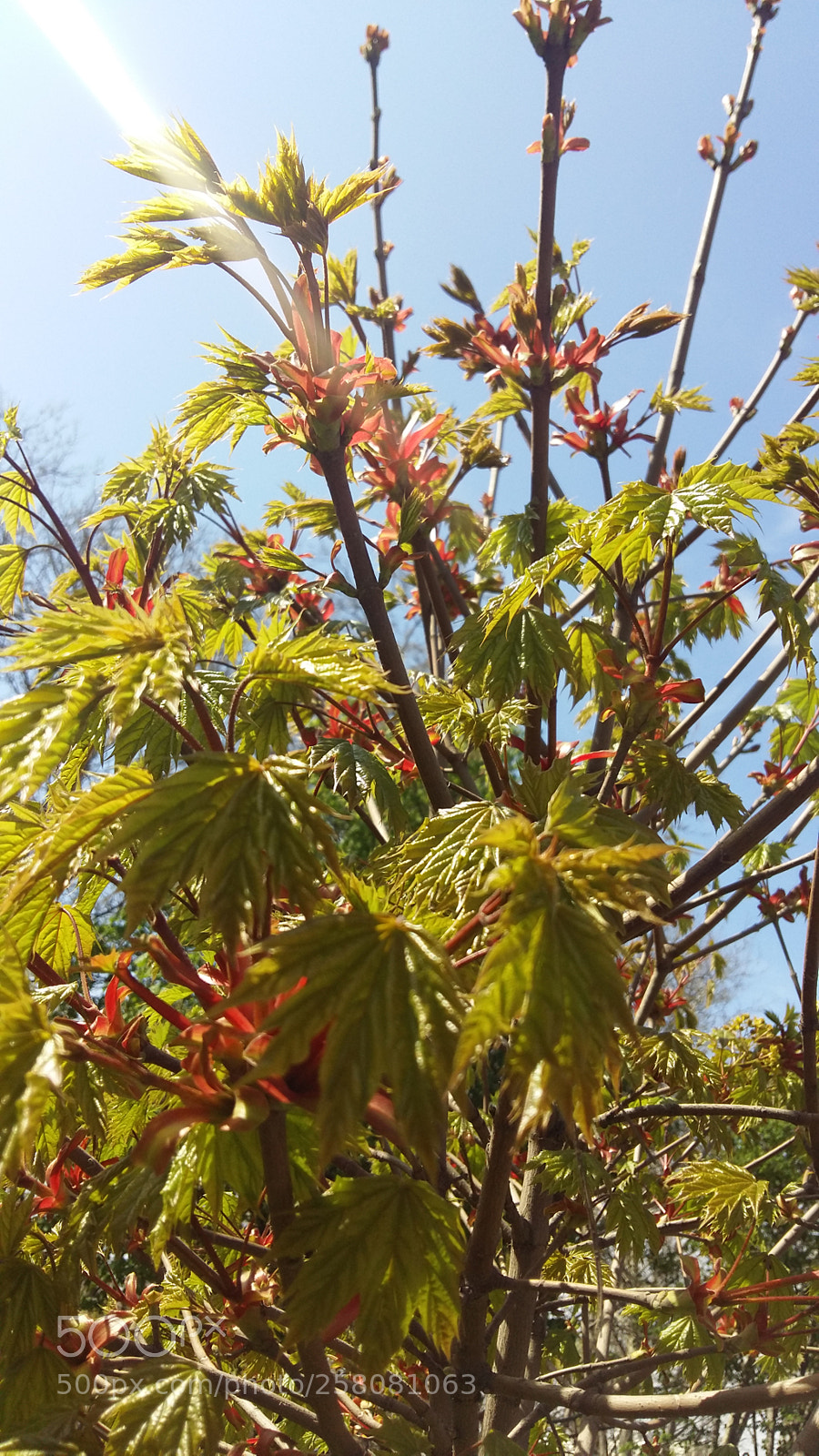 Samsung Galaxy A5 sample photo. Sunny.... photography